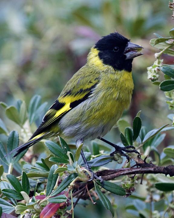 Thick-billed Siskin Photo by Nick Athanas