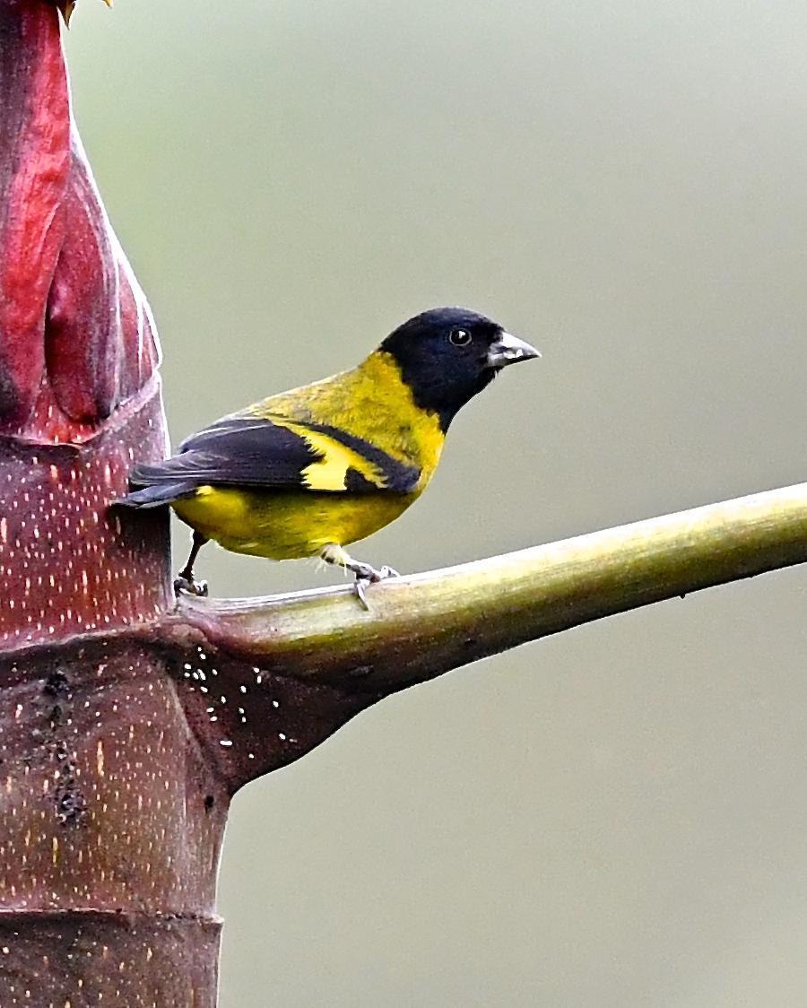 Olivaceous Siskin Photo by Gerald Friesen