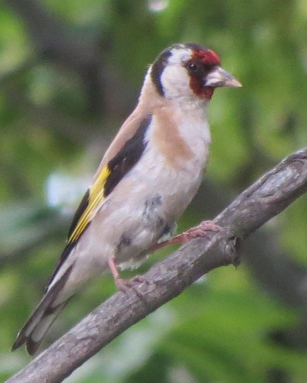 European Goldfinch Photo by David Bell