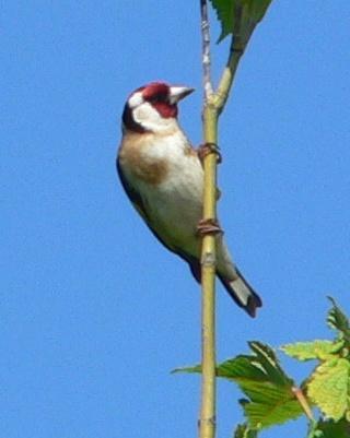 European Goldfinch Photo by Peter Lowe