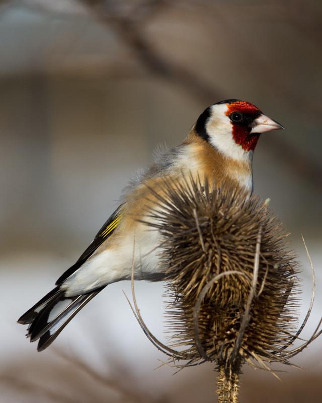 European Goldfinch Photo by Natalie Raeber