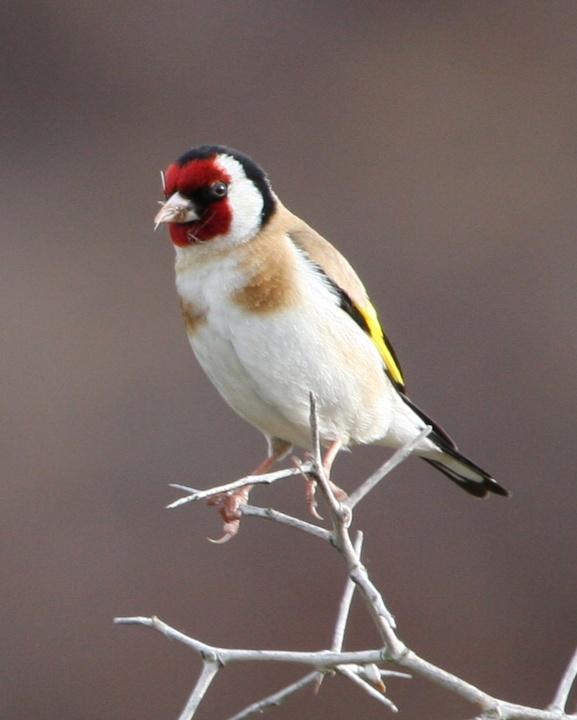 European Goldfinch Photo by Mat Gilfedder