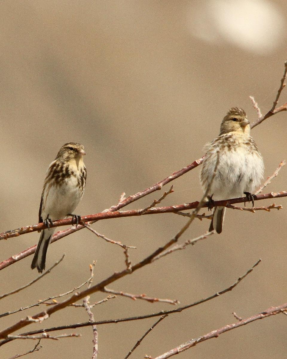 Twite Photo by Chris Lansdell