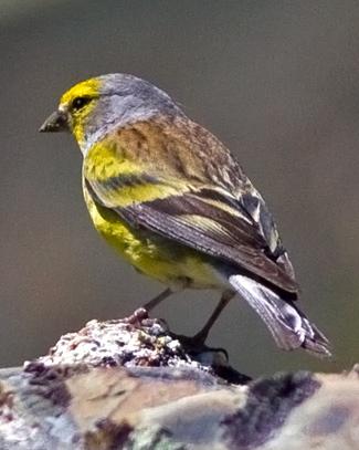 Corsican Finch Photo by Stephen Daly