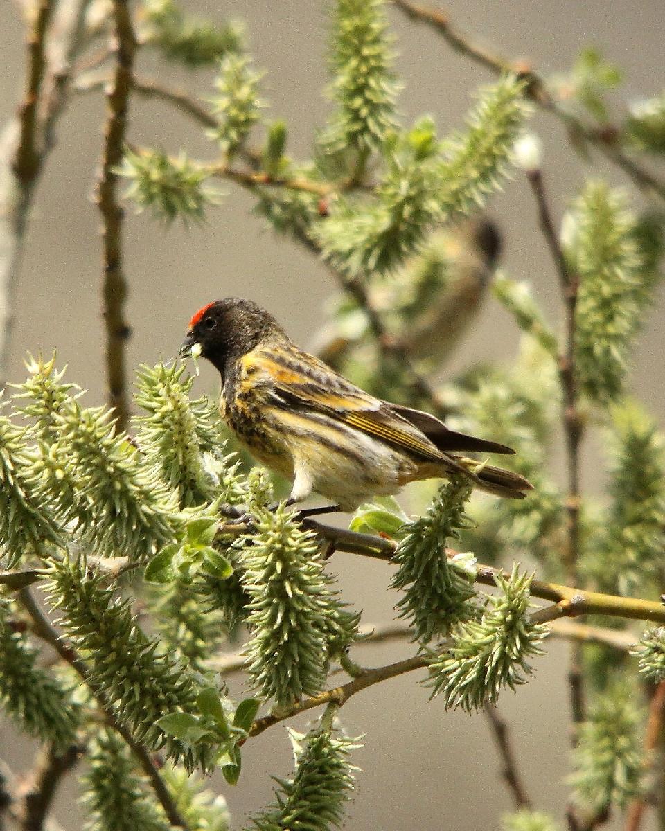 Fire-fronted Serin Photo by Chris Lansdell