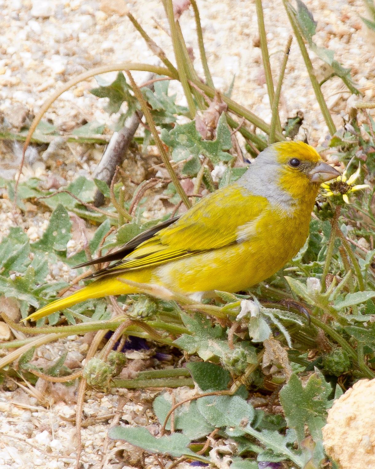 Cape Canary Photo by Robert Lewis