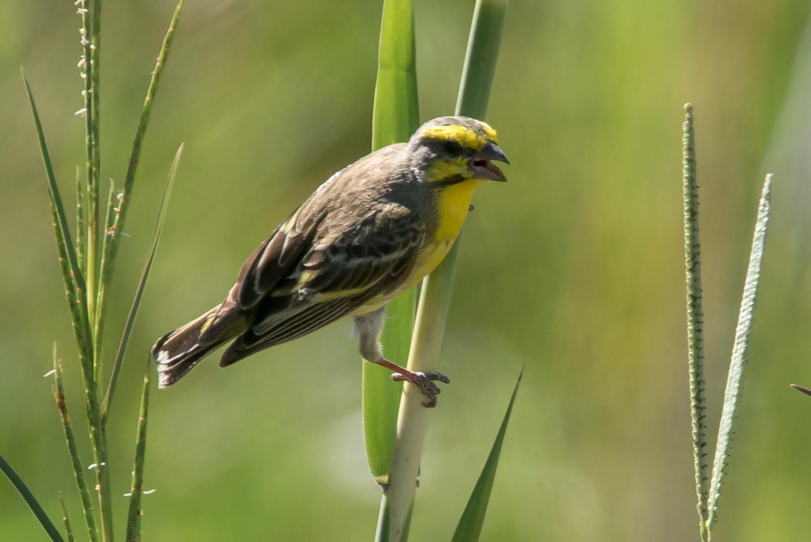 Yellow-fronted Canary Photo by Gerald Hoekstra