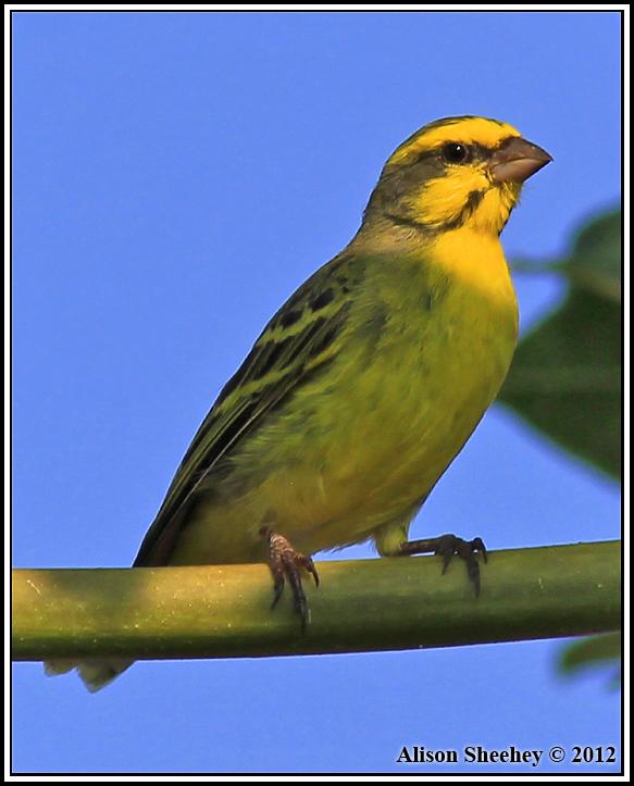 Yellow-fronted Canary Photo by Alison Sheehey