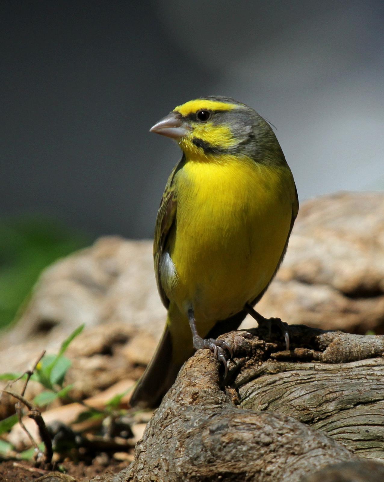 Yellow-fronted Canary Photo by Matthew Grube