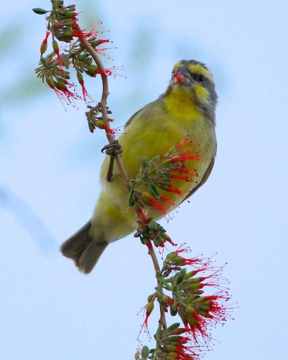 Yellow-fronted Canary Photo by Denis Rivard