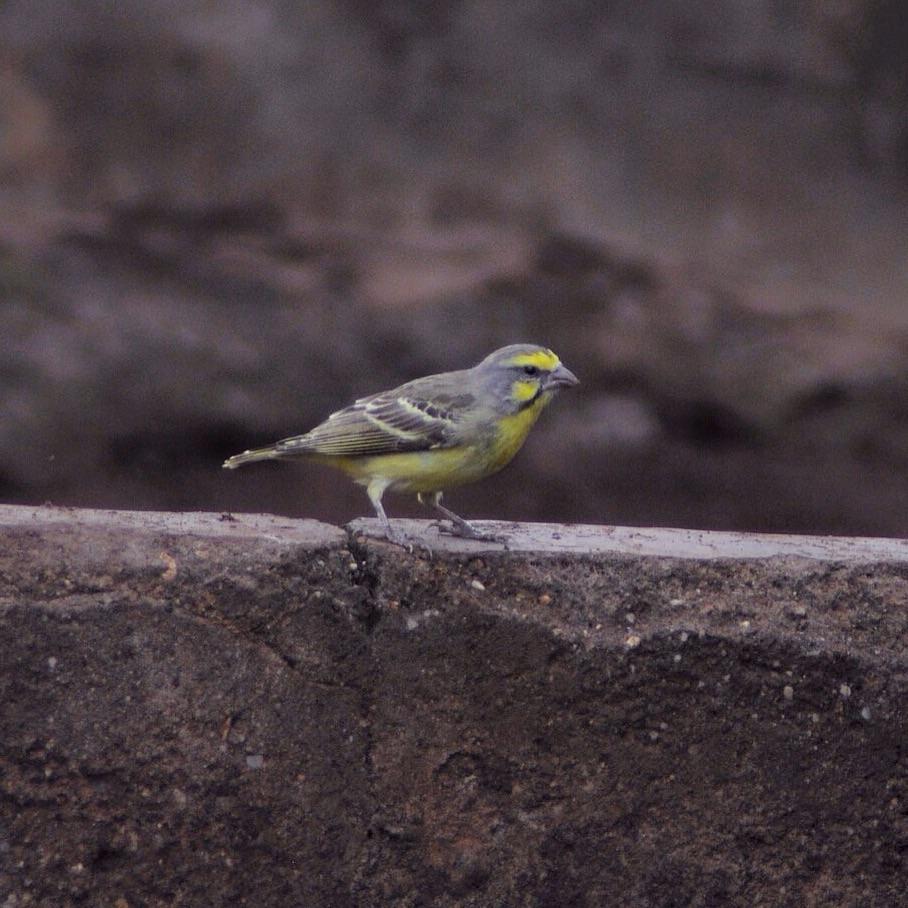 Yellow-fronted Canary Photo by Simon Bernard