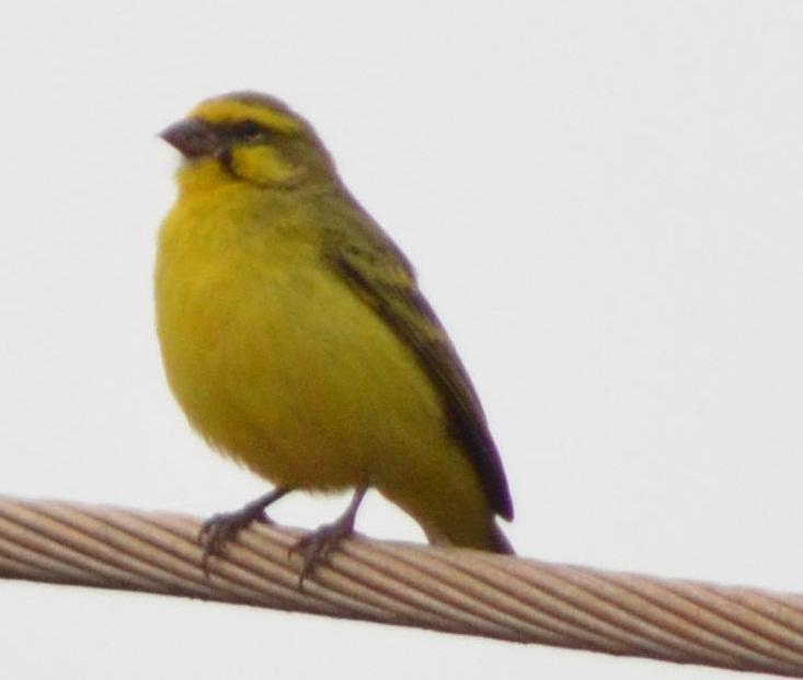 Yellow-fronted Canary Photo by Timothy Ijala