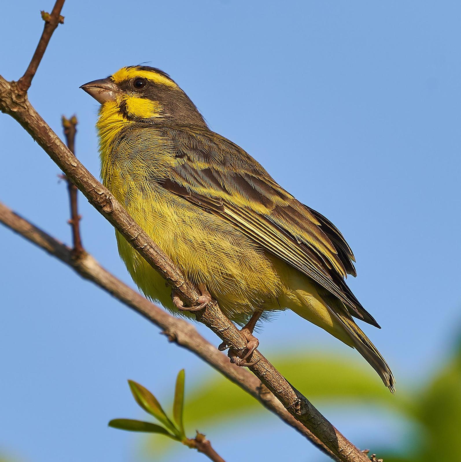 Yellow-fronted Canary Photo by Steven Cheong