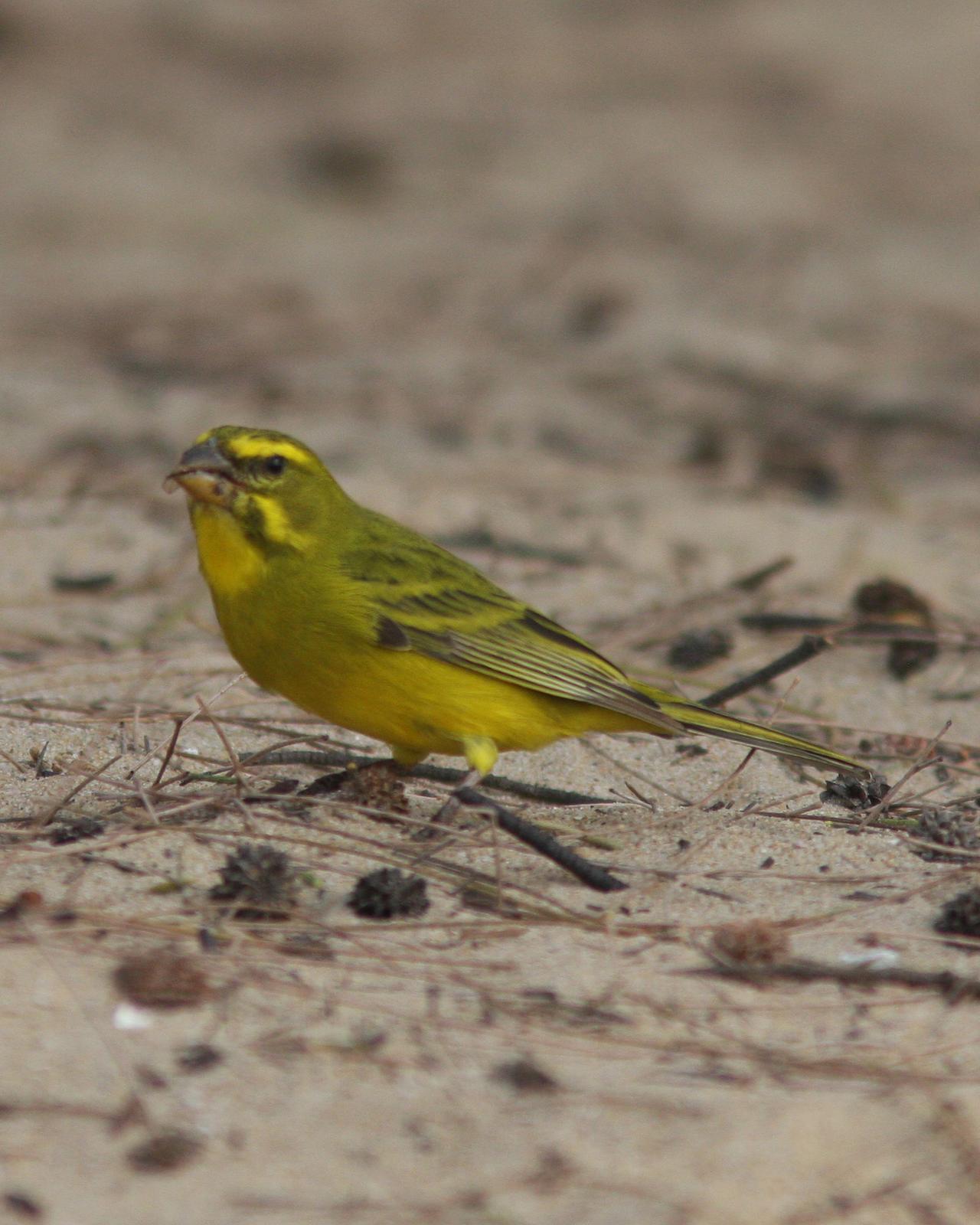 Brimstone Canary Photo by Henk Baptist