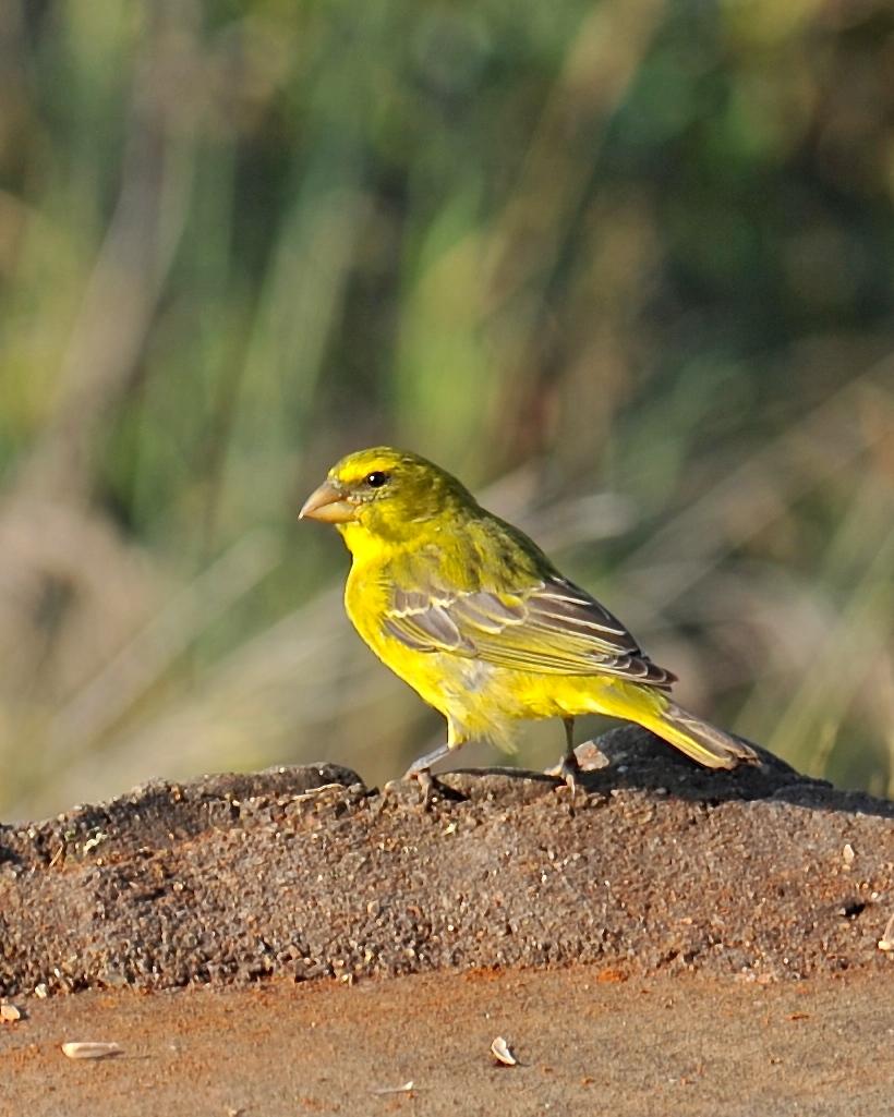 Brimstone Canary Photo by Gerald Friesen