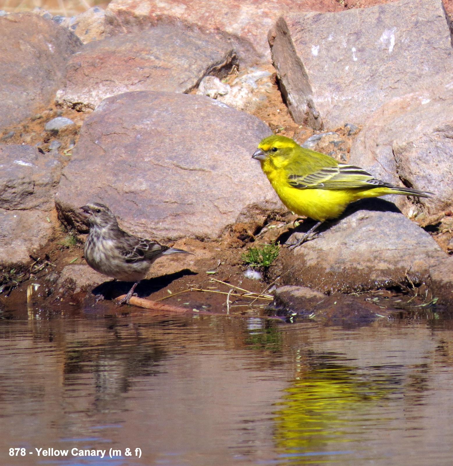 Yellow Canary Photo by Richard  Lowe