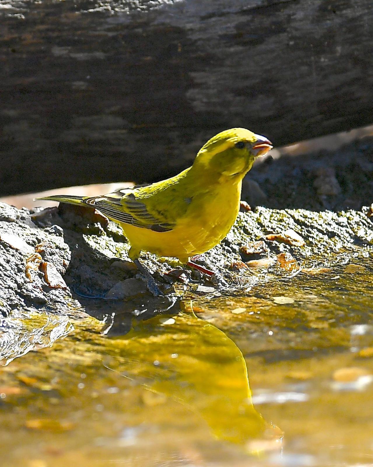 Yellow Canary Photo by Gerald Friesen