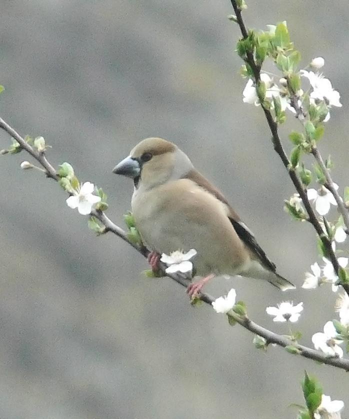 Hawfinch Photo by Steven Mlodinow