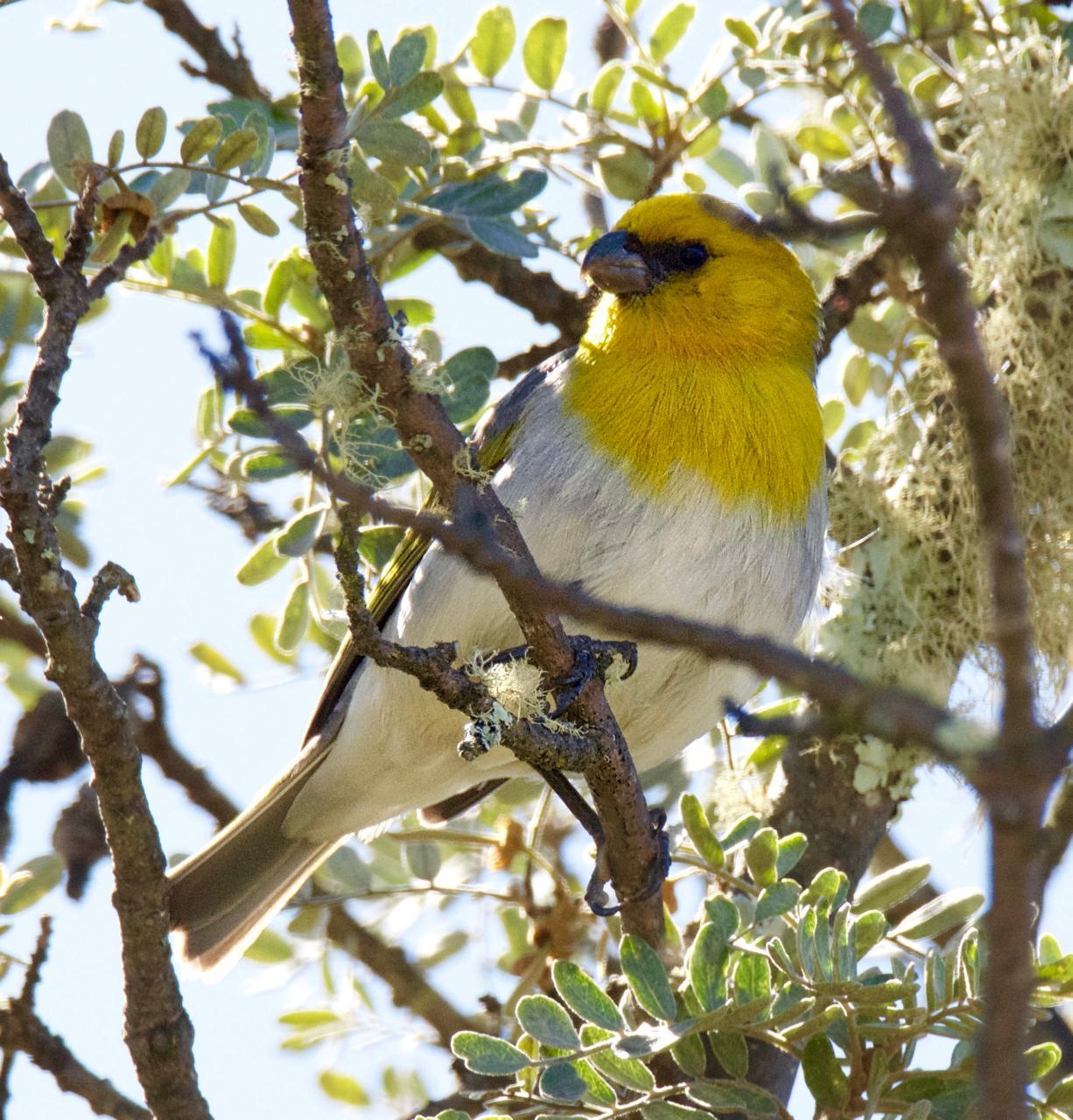 Palila Photo by Brian Avent