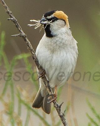 Saxaul Sparrow Photo by Francesco Veronesi