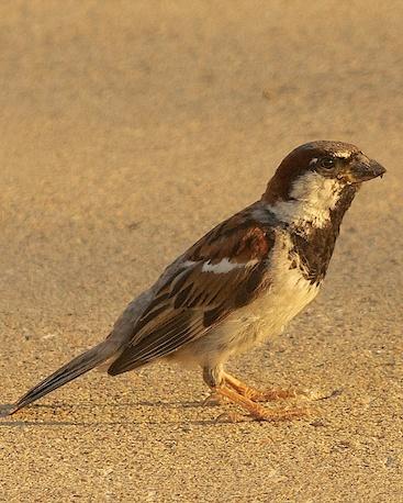 House Sparrow Photo by Gerald Hoekstra