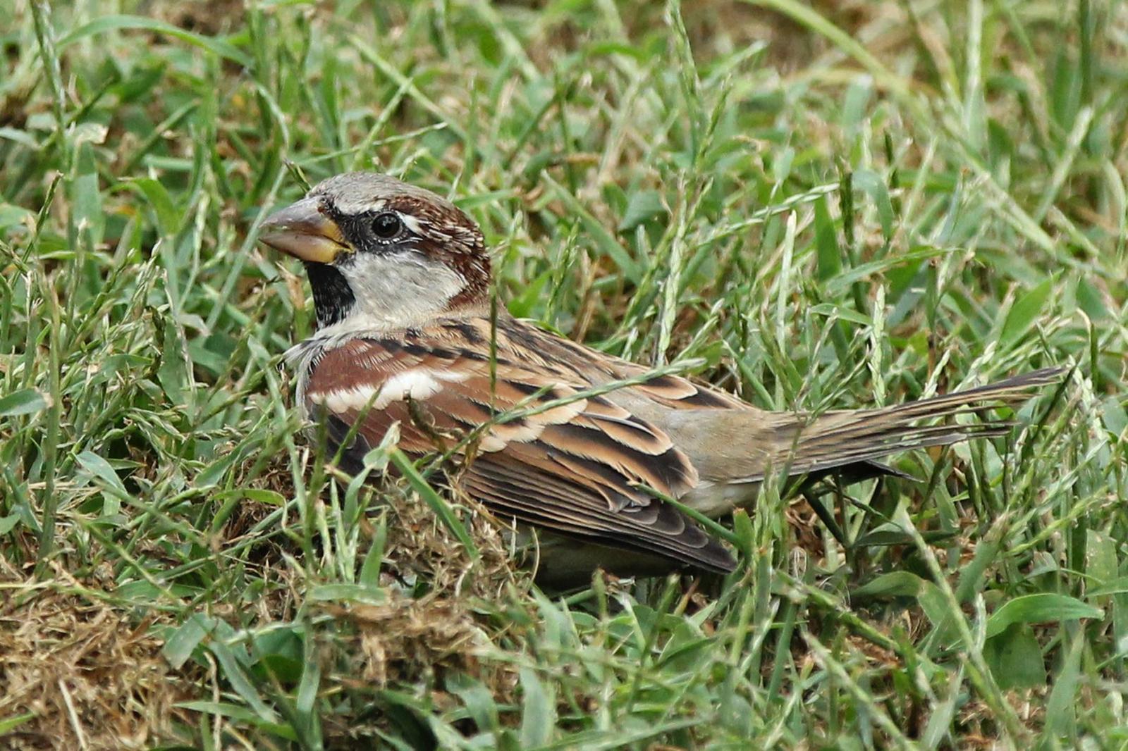 House Sparrow Photo by Kristy Baker