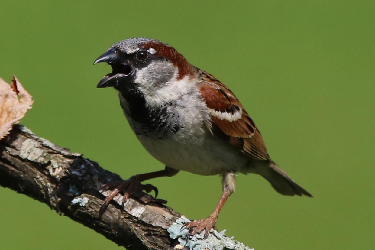 House Sparrow Photo by Kristy Baker