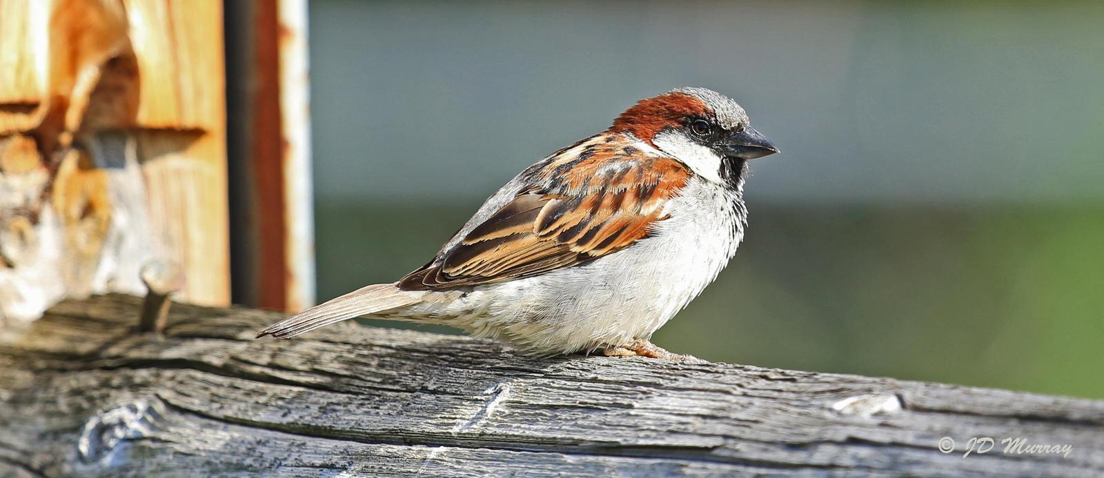 House Sparrow Photo by Jim  Murray