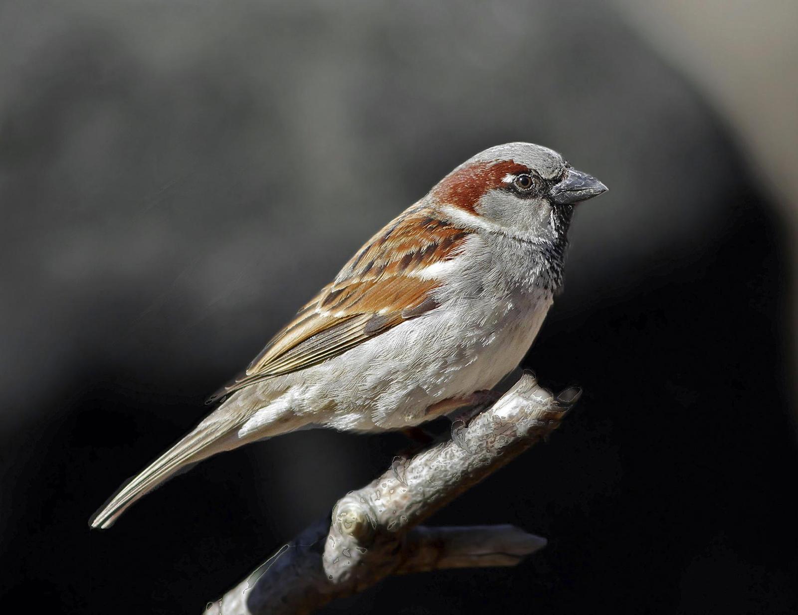 House Sparrow Photo by Joseph Pescatore