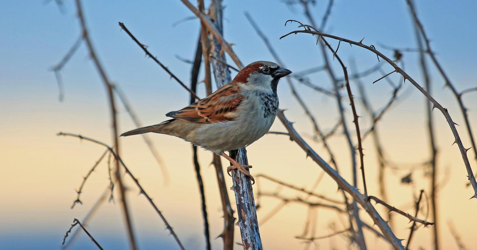House Sparrow Photo by Jim  Murray