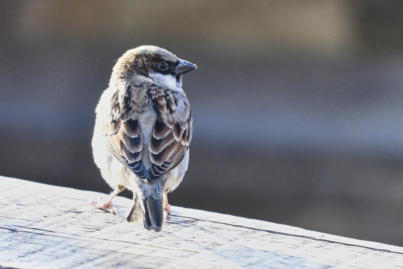 House Sparrow Photo by Simepreet Cheema