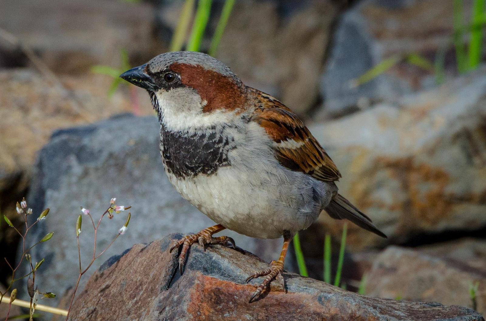 House Sparrow Photo by Scott Yerges