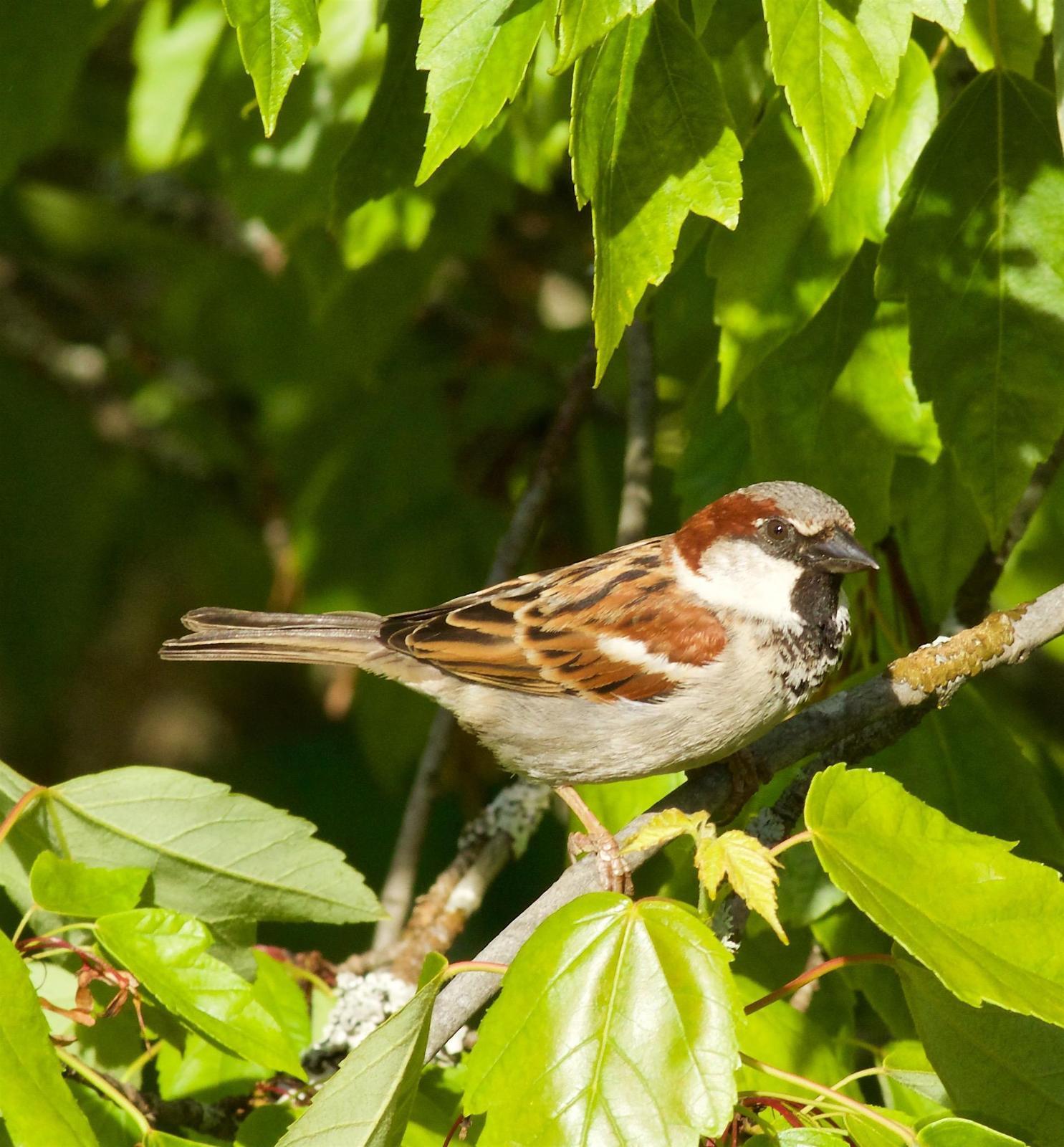 House Sparrow Photo by Kathryn Keith