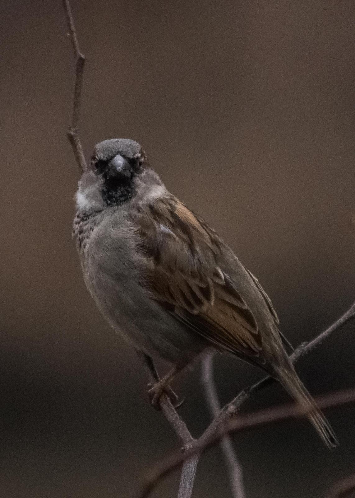 House Sparrow Photo by Keshava Mysore