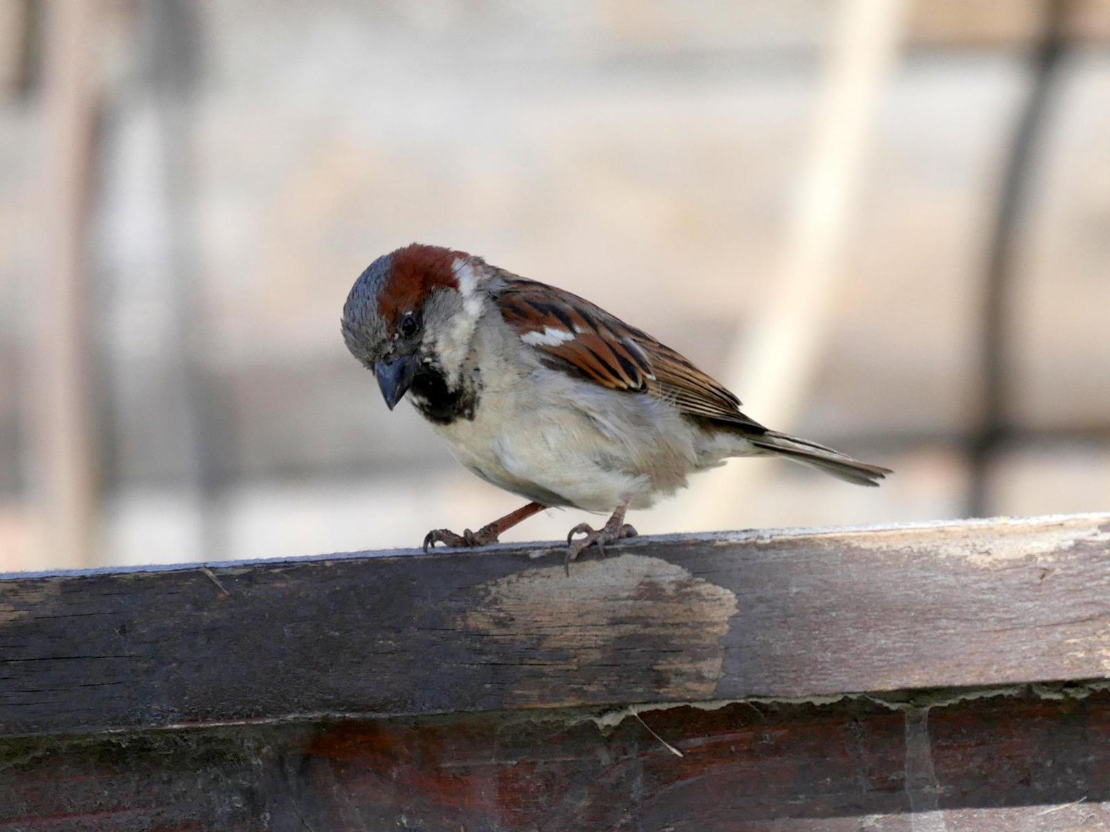 House Sparrow Photo by Peter Lowe
