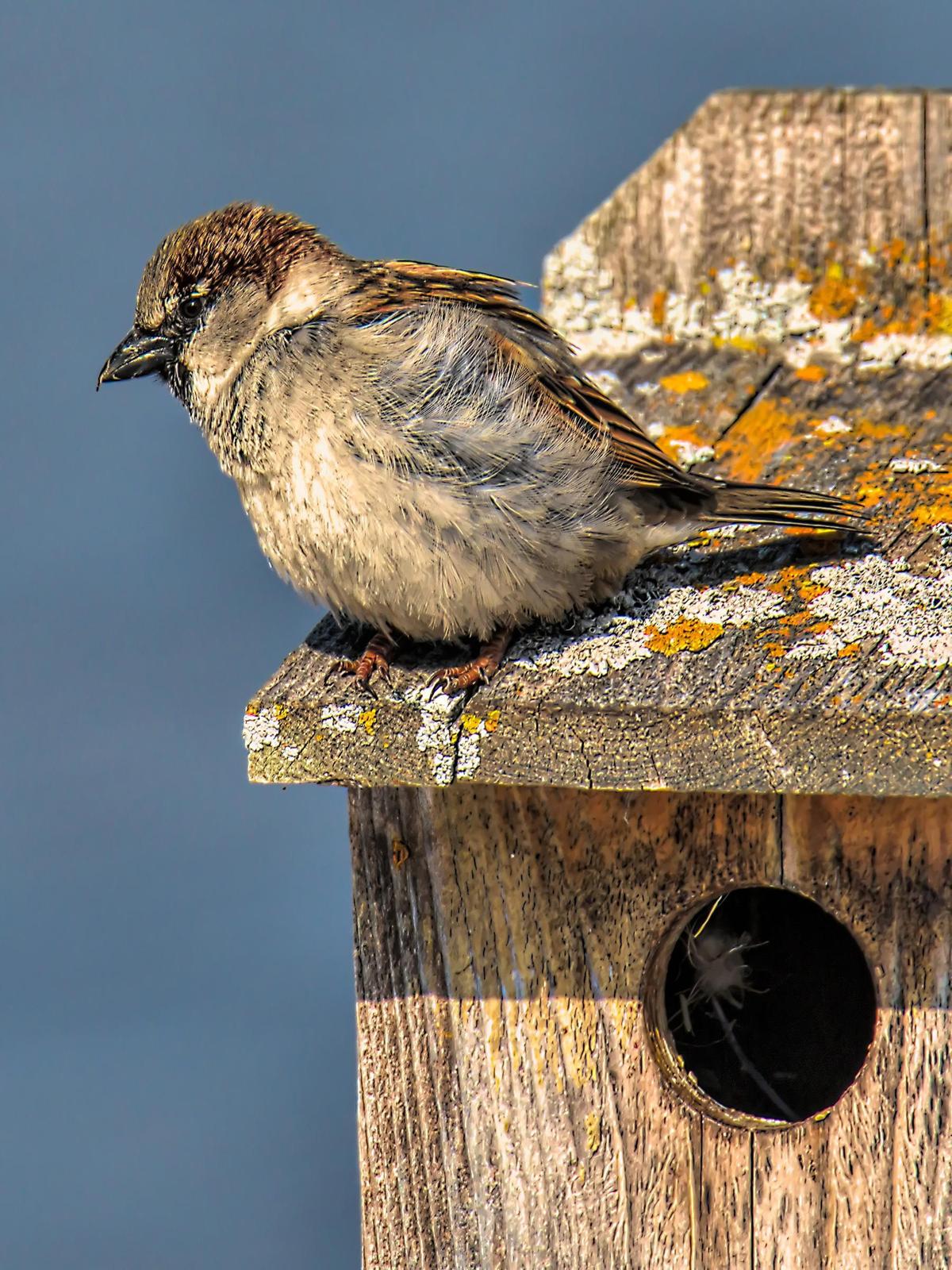 House Sparrow Photo by Dan Tallman