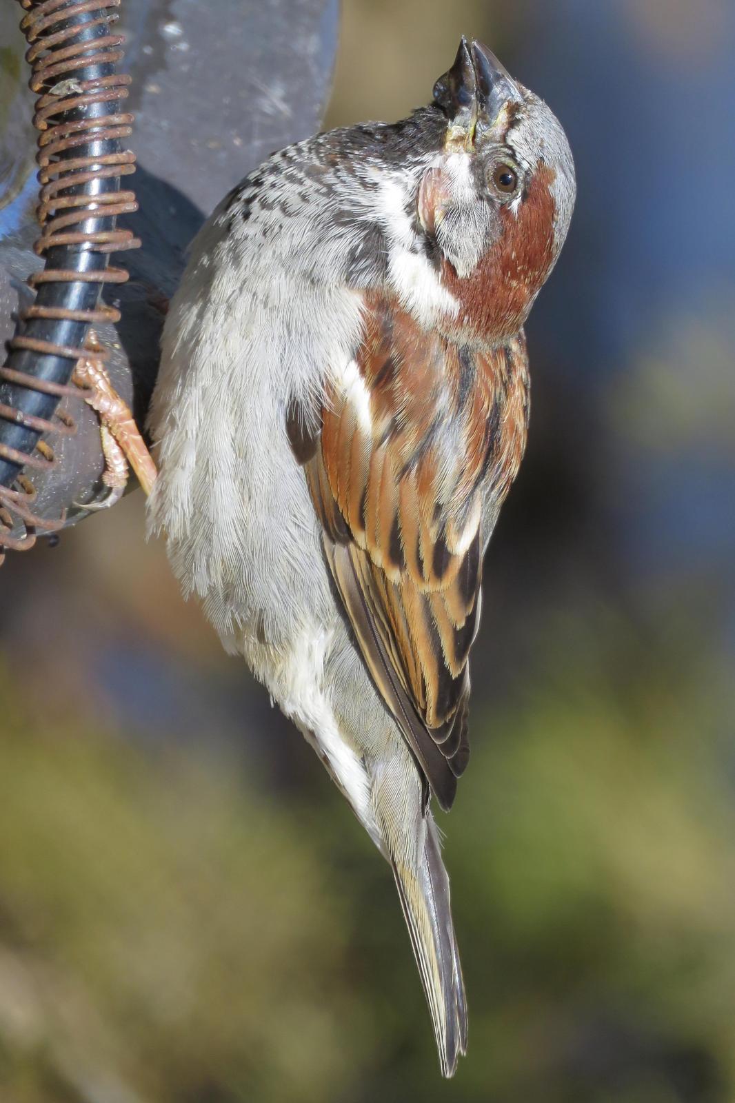 House Sparrow Photo by Bob Neugebauer