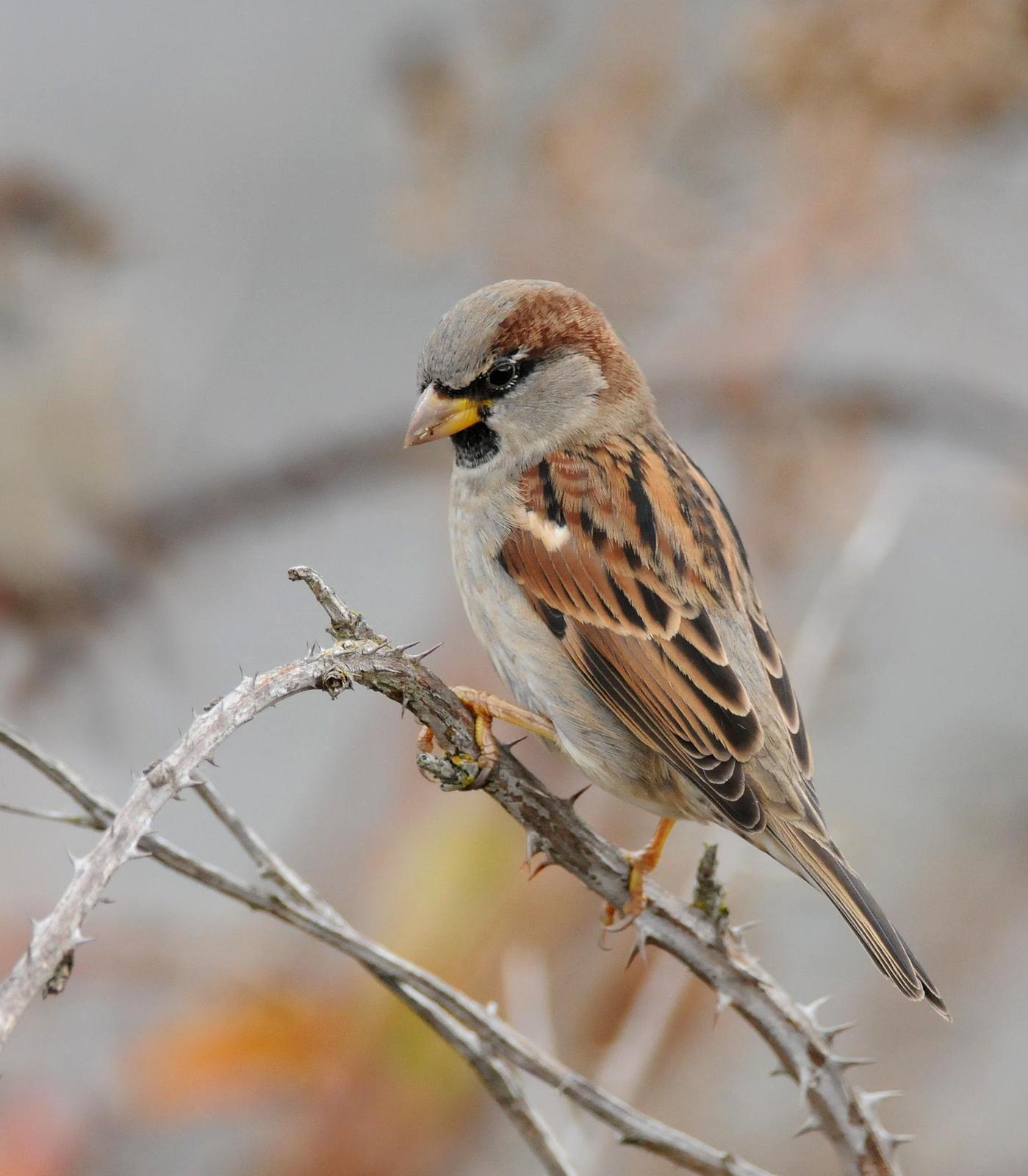 House Sparrow Photo by Steven Mlodinow