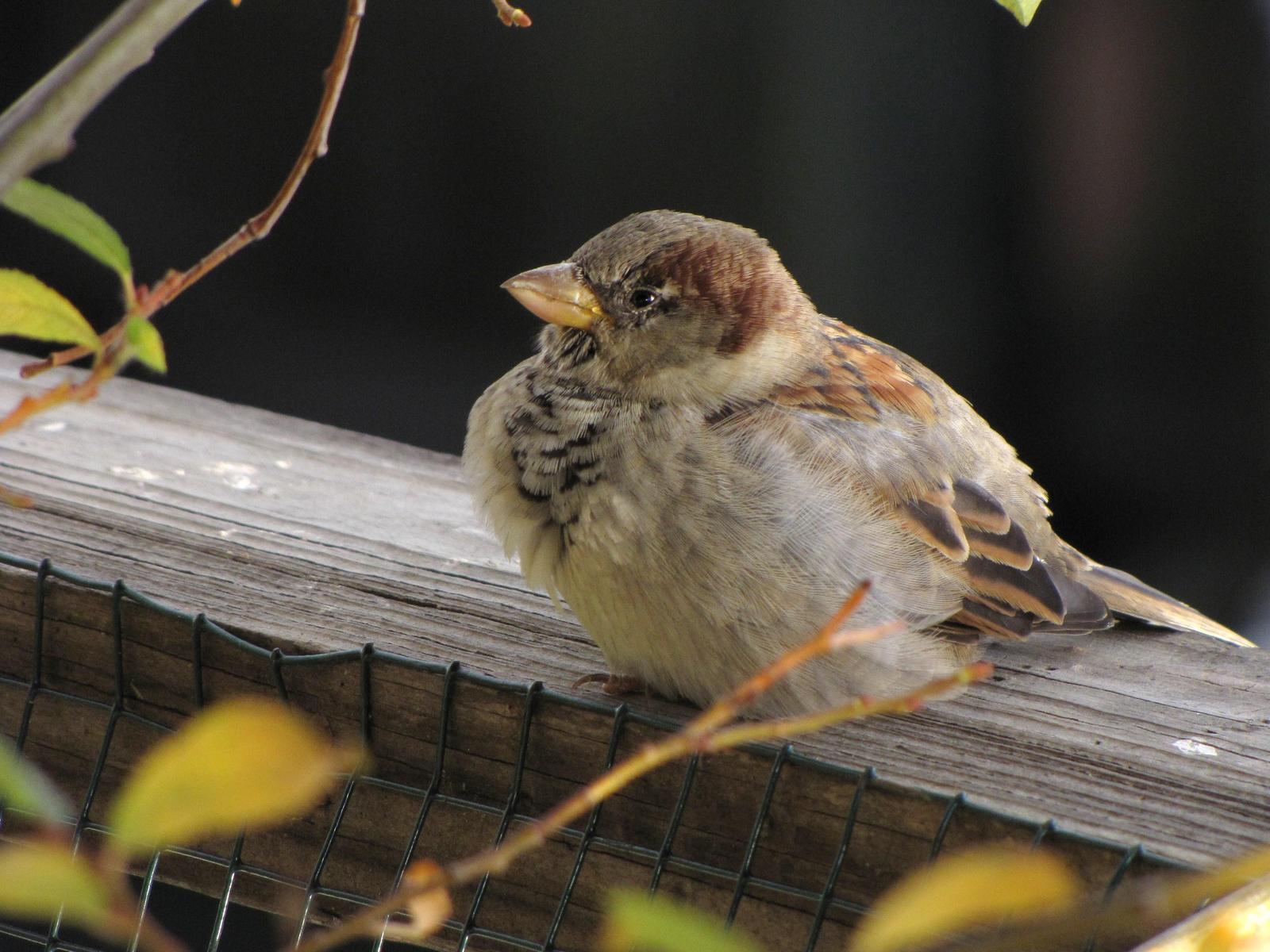 House Sparrow Photo by Barbara Verdeschi
