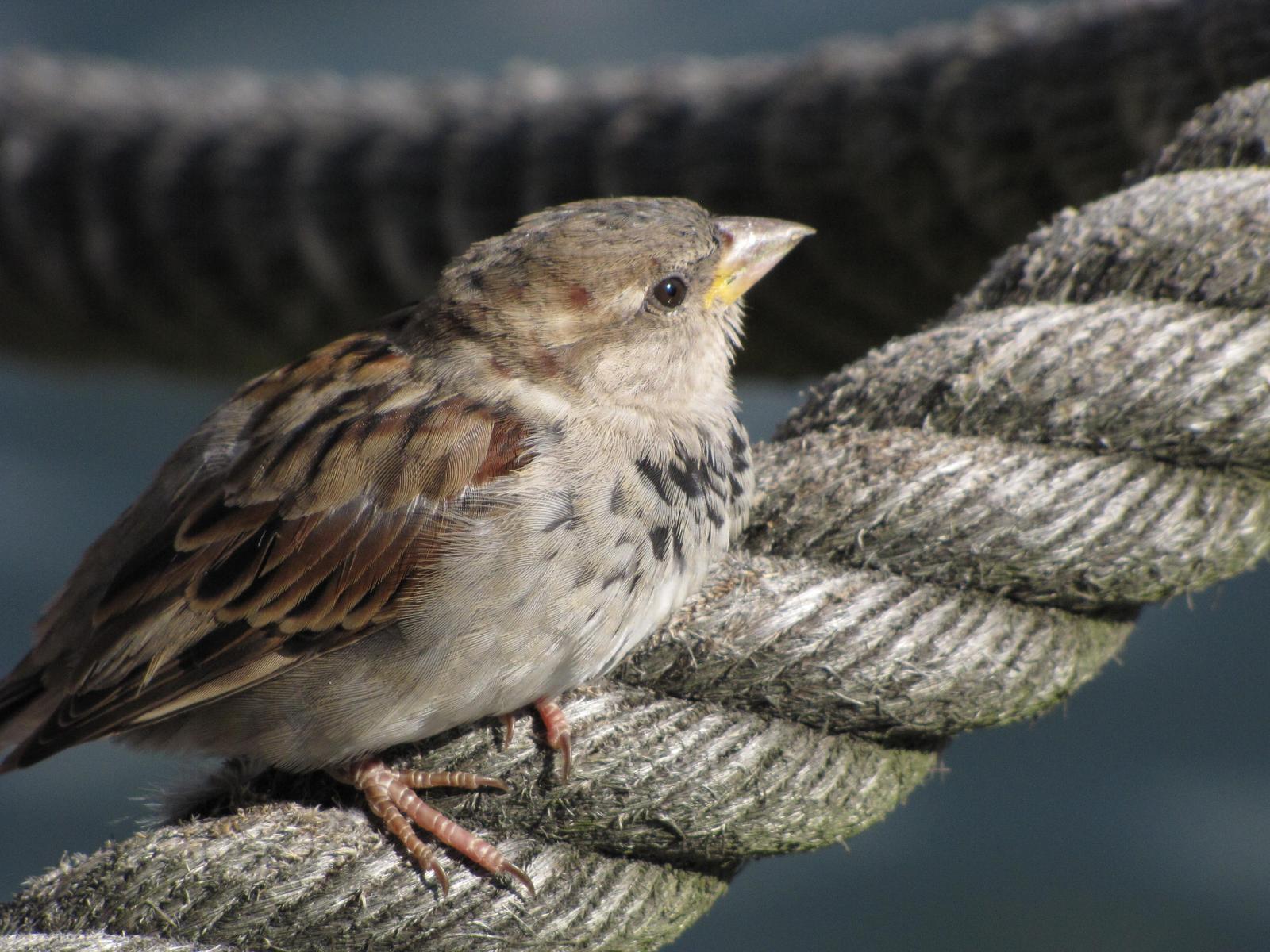 House Sparrow Photo by Barbara Verdeschi