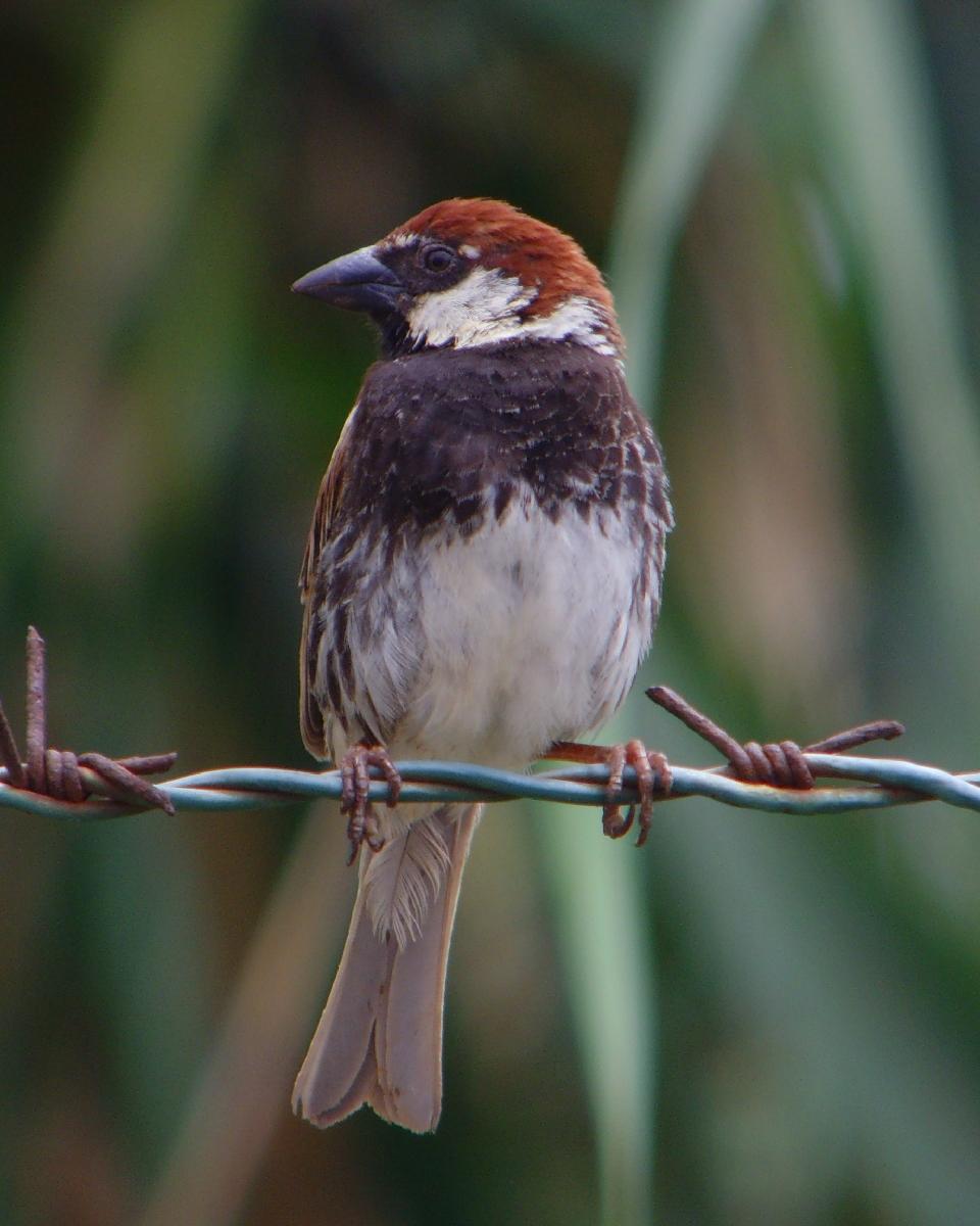 Spanish Sparrow Photo by Chris Lansdell
