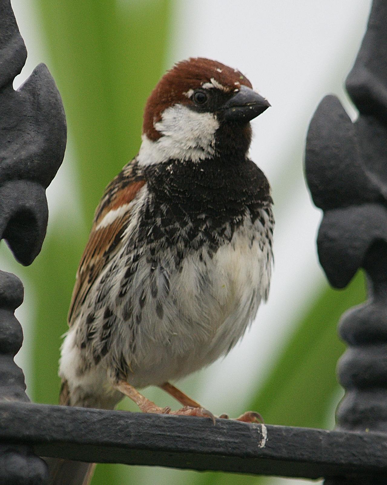 Spanish Sparrow Photo by Steve Percival