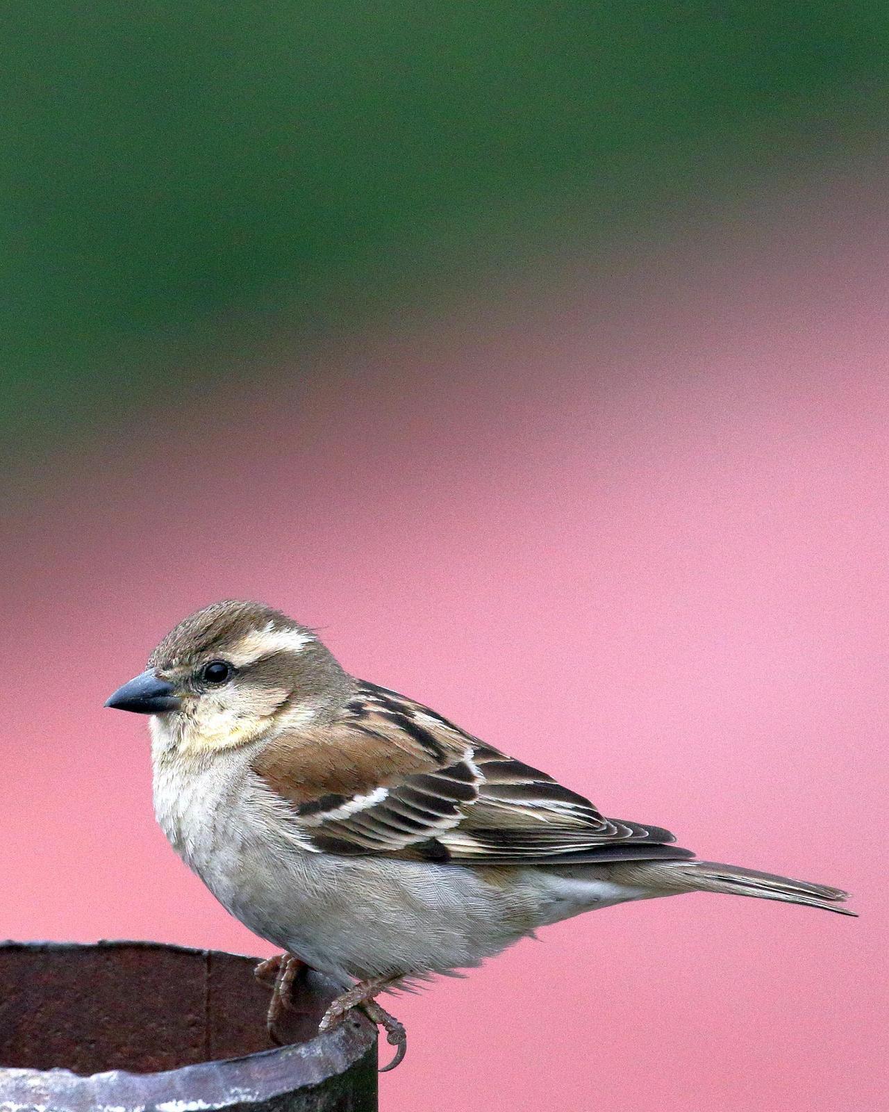 Russet Sparrow Photo by Rahul Kaushik