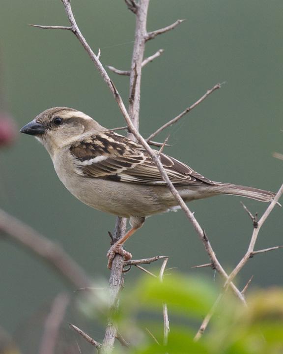 Russet Sparrow Photo by David Bishop
