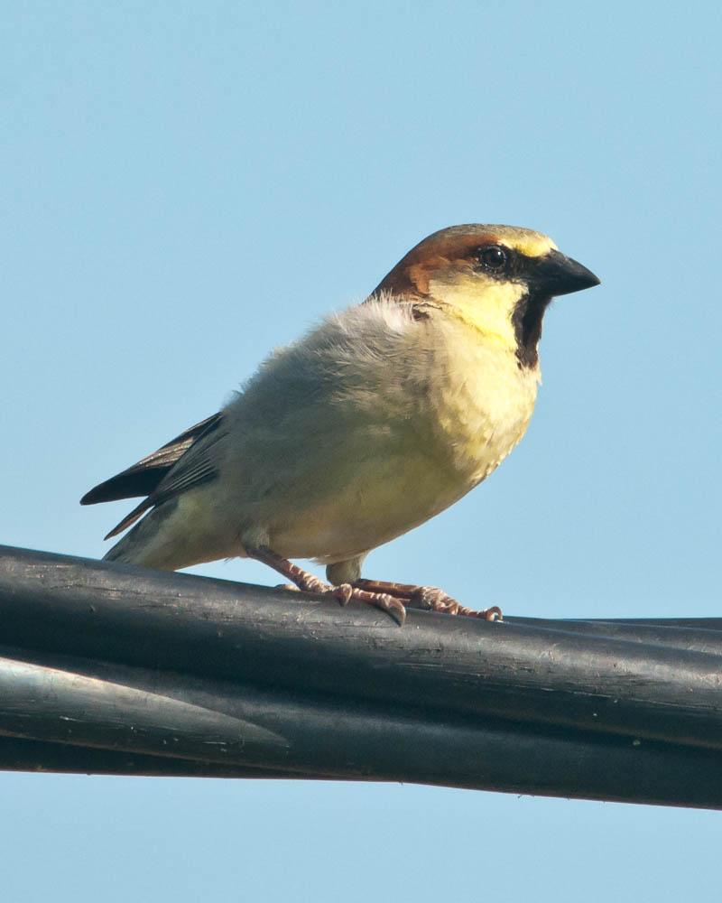 Plain-backed Sparrow Photo by Tom Reynolds