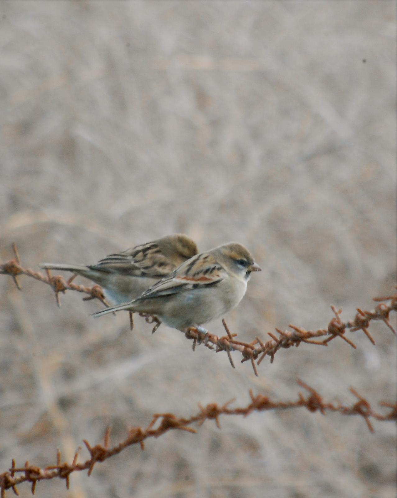Dead Sea Sparrow Photo by Birdchick.com