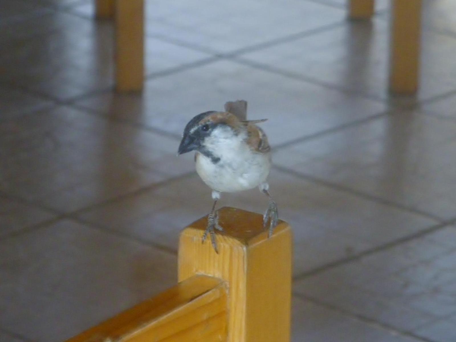 Cape Verde Sparrow Photo by Stefan Andrew