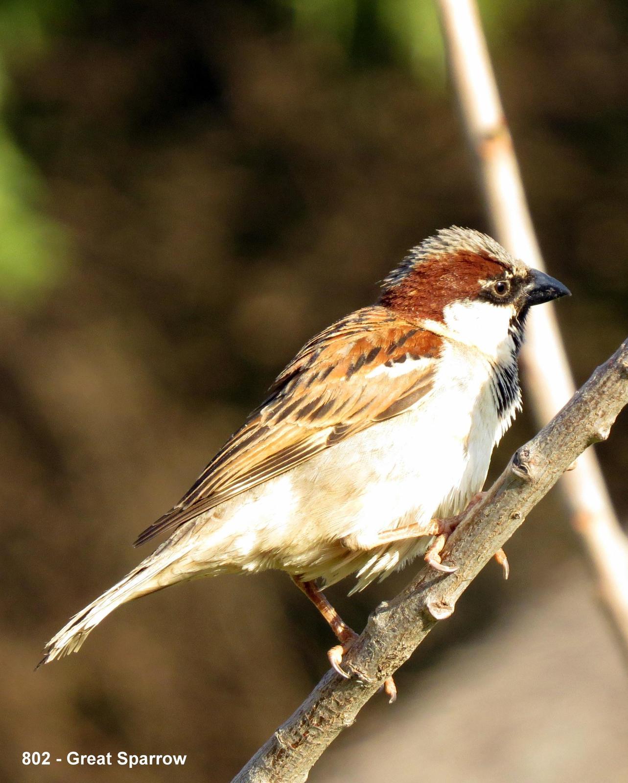 Great Rufous Sparrow Photo by Richard  Lowe