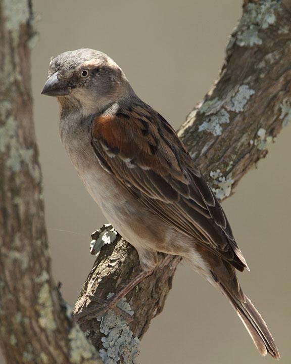 Kenya Rufous Sparrow Photo by Jack Jeffrey