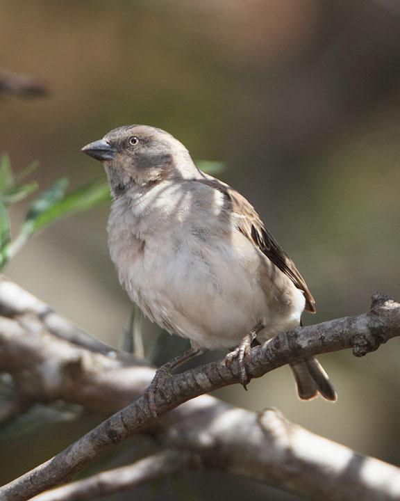 Kenya Rufous Sparrow Photo by Jack Jeffrey